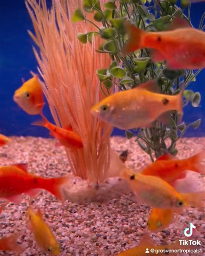 18K views · 258 reactions | Rosy Barbs brighten up any aquarium in an instant ☀️☀️ #grosvenortropicals #lisburn #fishnerds #aquaticshop #freshwateraquarium #barbs | Grosvenor Tropicals | Facebook