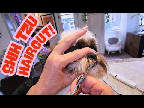 Full Shih Tzu Haircut From Start To Finish - Watch Me Groom - Grooming Tips