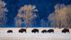 Up Close with Nature – Wildlife Captured in 4K