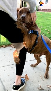 Pittie gets rescued from the shelter and starts hugging every single person he meets ❤️ | The Dodo