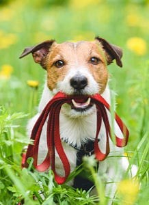 Contact Us | American Animal Hospital