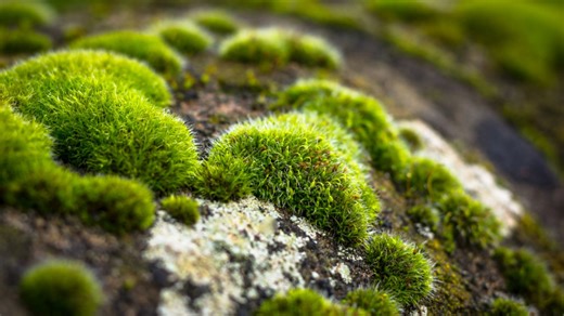 Gardening expert shares lawn TLC tips to stop moss from growing over your grass