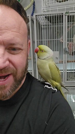 2.2K views · 147 reactions | Louie is available for adoption! | Paradise Parrot Rescue | Facebook