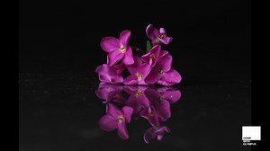 Here's another creative idea from Olympus Expert Clare to keep you and your camera busy while you stay at home – shooting reflections with a single light, and using the OI.Share app to make adjustments from a distance... If you'd like a free virtual 1-2-1 session with one of our Olympus Experts, head over to Image Space to apply now! olympus-imagespace.co.uk/olympus-guru-sessions/ #StayHome #HomeWithOlympus | OM System