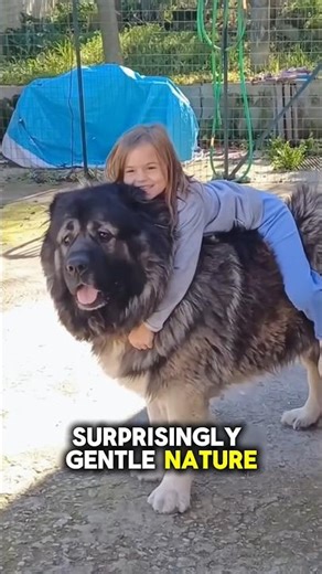 Biggest dog ever 🤩 #usashorts #usashorts #animallife #animallovers #animals #facts