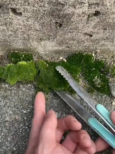 Creating a Tiny Glass Forest: Your Step-by-Step Guide