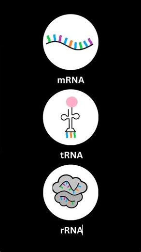 mRNA, tRNA, rRNA Explained with the Most Accurate Analogy Ever 🔥🧬#biologyshorts #biologystudent