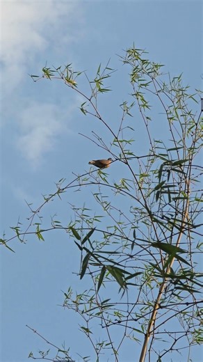 Relaxing Nature: Spotted Dove on Bamboo Tree 🐦🎋 #Shorts #NatureSounds#BirdWatching #8k