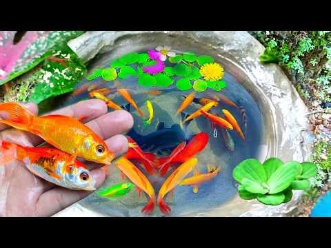 Colorful Ornamental Fish 🐟 Betta, Koi, Goldfish, Channa & Catfish Aquarium Video