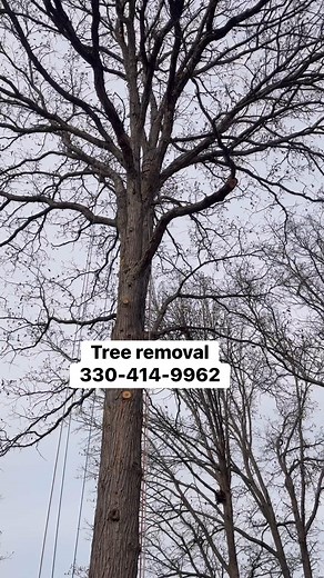 Tree care services 330-414-9962. Full Removals, trimming, pruning, land clearing & stump grinding! Servicing Summit & Portage Counties, fully insured. | Collier Lawn & Tree