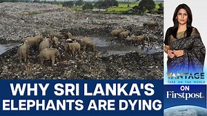 #VantageOnFirstpost: Sri Lanka is at war with its elephants with over 470 elephants dying last year. Conservation experts describe it as a “human-elephant conflict” with growing farmlands encroaching the habitats of the majestic beasts. If deaths continue at the current rate, Sri Lanka could lose 70% of its elephants. So, what can Sri Lanka do to reverse the trend? Palki Sharma tells you. | Firstpost