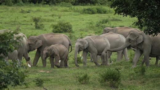 Wild elephant family returns to Xishuangbanna, now 28 strong