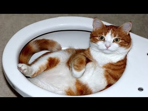 Chat drôle ne - Vous allez rire très dur!