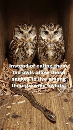 The Owl That Keeps a Pet Snake? 🦉🐍 #wildlife #nature #owls #snakes #liveinservice