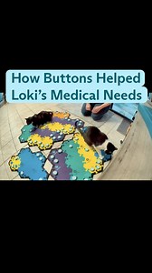 2.8K views · 37 reactions | Loki started buttons to help with her anxiety, but they have helped her with so much more! She’s learned several body parts, how to ask for medicine, and the concept of OUCH. 凉 | FluentPet | Facebook
