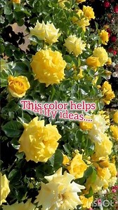 Yellow roses meaning symbolism #shortsfeed #flowers #roses #gardening