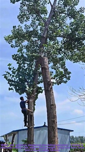 High-Risk Manual Tree Felling on Tall Trunk