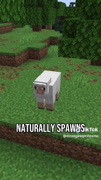 Pink Sheep Minecraft: Why Pink Sheep Are 1 in 600