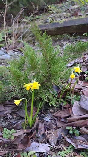 Harbingers of Spring