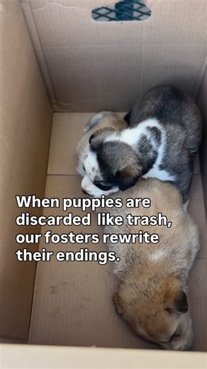 They come from in boxes, discarded like trash. Unweaned. Injured. So vulnerable. And our fosters show up and time again to give them a chance at life. No waiting in crowded kennels, no exposure to illness. They open their hearts and their homes. Fostering is the bridge between fear and family. It keeps puppies safe during their most vulnerable weeks and gives a real chance to decompress, heal, and be seen. If you’ve ever wondered if fostering makes a difference — this is it. 💛 Apply to foster: 