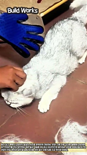 털 뿜뿜 고양이 구출 작전! 털날림 없는 빗질 노하우 #worker #process #pets #grooming #useful