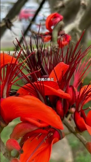 初夏に花が咲くでいごの花＃沖縄＃Okinawa＃花＃でいご＃デイゴ＃でいごの花＃赤い花＃開花＃初夏＃植物＃植物観察＃自然＃県花＃沖縄の花＃珍しい＃貴重＃shorts