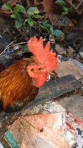 Que estará pasando #pollitos | La tiendita de Calderón