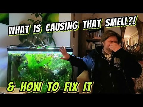 Why Does My Aquariums Smell? What it Means & How to Prevent or Fix It, & Are Your Fish in Danger?