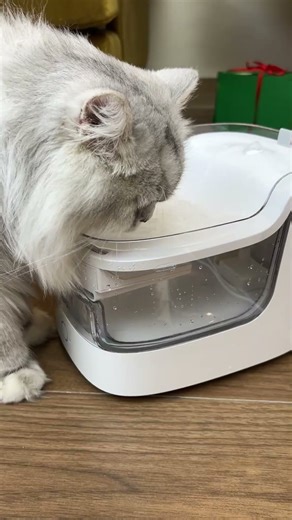 Actually, I love drinking with petgugu water fountain#petgugu #shorts #waterfountain #petsupplies