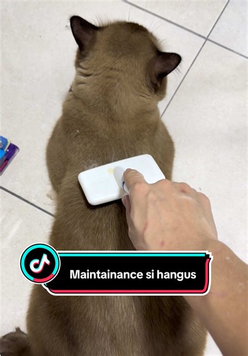 Maintaining Our Smelly Pillow for Cats