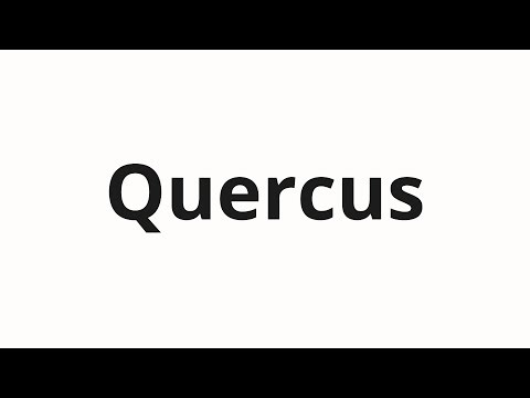 How to pronounce Quercus