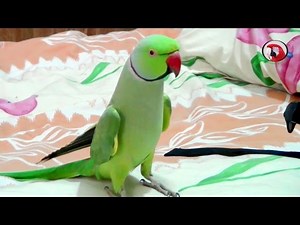 Sammy-The talking Indian Ring-neck parrot