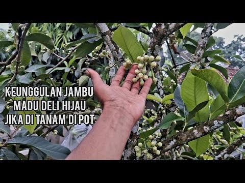 Keunggulan jambu madu jika di tanam di pot