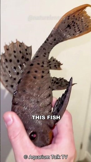 Pleco | The Armored Zombie Fish