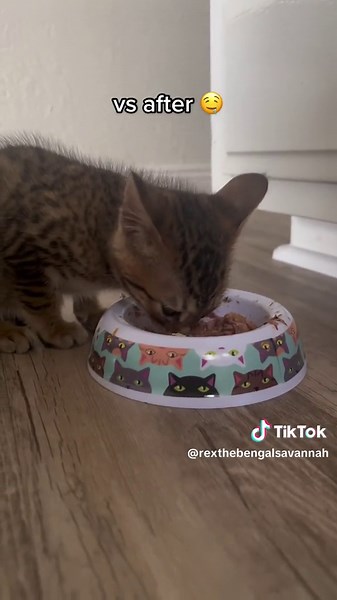 Savannah Bengal Kitten Meows During Editing Session