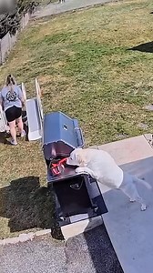 2.4M views · 24K reactions | The dog on the monitor#dog #dogs #funny #dogsoftiktok #funnyvideos #funnydog #pet | Buster Dog Life | Facebook