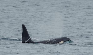 Why arrival of Orcas in Moray Firth has surprised and enthralled sealife watchers
