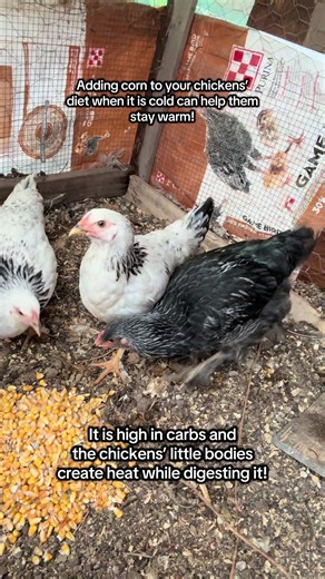How Feeding Corn Helps Chickens Stay Warm in Winter