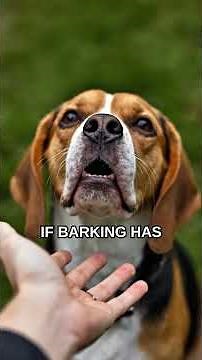 Why Your Dog Barks at Everything: 6 Hidden Triggers Explained