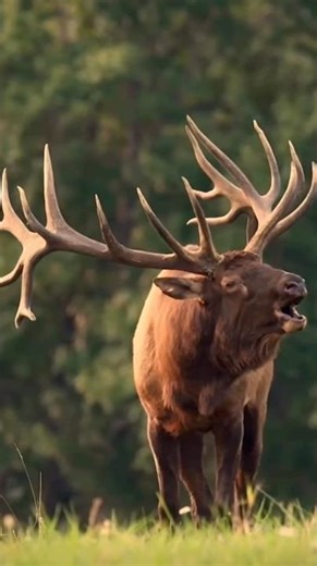 Bull Elk Bugle #utah #elk #bull #wildlife
