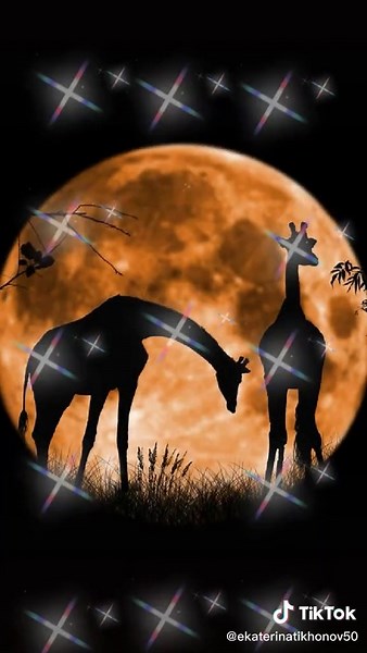 Stunning Nighttime Landscapes and Serene Sunsets