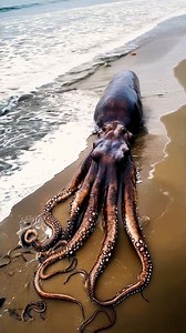 48K views · 373 reactions | 50-Foot Colossal Squid Vs. Megalodon: Who Would Win? #squid #megalodon #seacreatures | Most Amazing Top 10 | Facebook