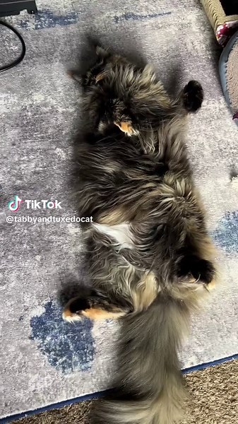 Maine Coon Fur Furring Moments of Joy