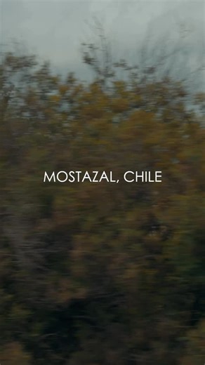 TITO NIEVES on Instagram: "Mi gente de Chile 🇨🇱 ¡Ya estamos aquí! Felices de poder compartir 50 años de historia, música y recuerdos con todos ustedes. 💃🕺 ¡Vamos a pasarla increíble! Los espero esta noche en el @granarenamonticello 🔥🎶 #TitoNieves #Chile #50AñoslaHistoria"