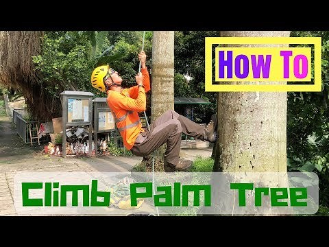 [ How To 點搞 ] Climbing Palm Tree SRT Setup without spurs 椰子樹 攀爬方法