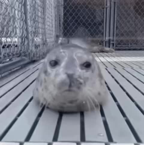 Cute Seal Videos: Amazing Seal Moments Compilation