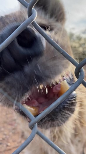 Hyena Laugh Compilation - Funny and Cute Moments