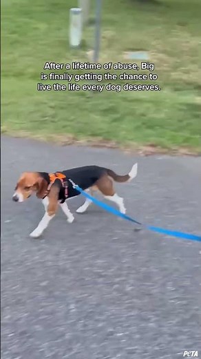Something as simple as going for a walk is brand new for dogs rescued from Red Beast Enterprises