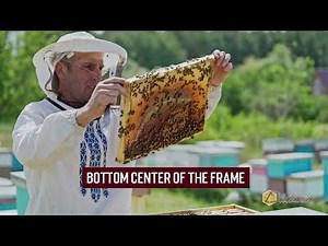 How to Do a Hive inspection with Dadant