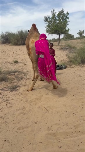 مشهد صادم: الجمل يغير اتجاهه فجأة وتسقط الفتاة